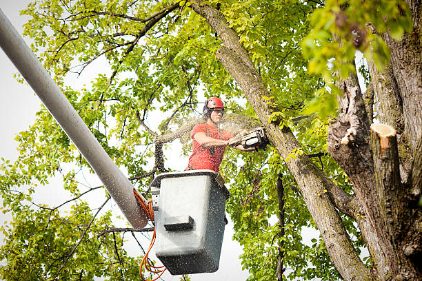 How Our Tree Care Process Works  in  West Sayville, NY